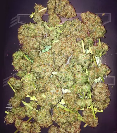 Critical Seeds