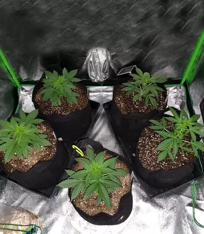 Ghost Rider OG Seeds