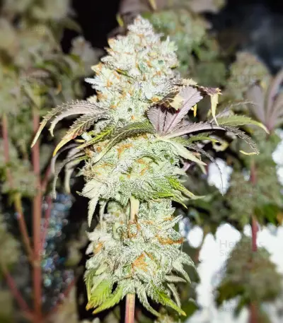 Semi femminizzati Grand Daddy Purp