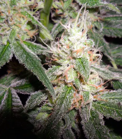 Hash Plant regular seeds (Sensi Seeds)