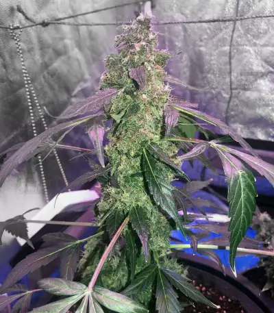 Lemonberry Haze Auto (Original Sensible Seeds)