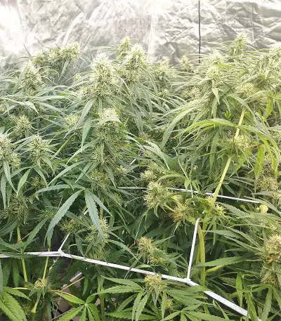 Malawi x Panama Seeds