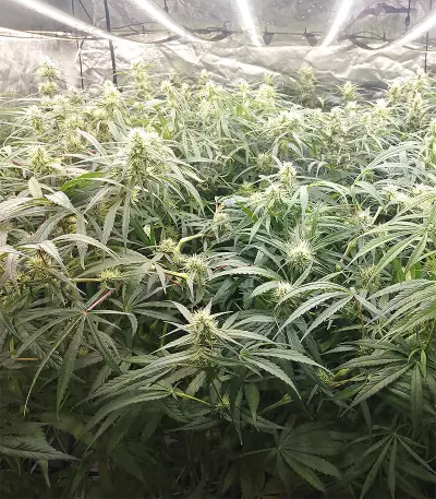 Malawi x Panama Seeds