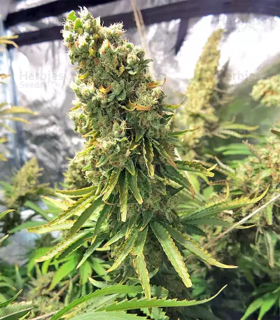 Northern Lights Seeds (Sensi Seeds)