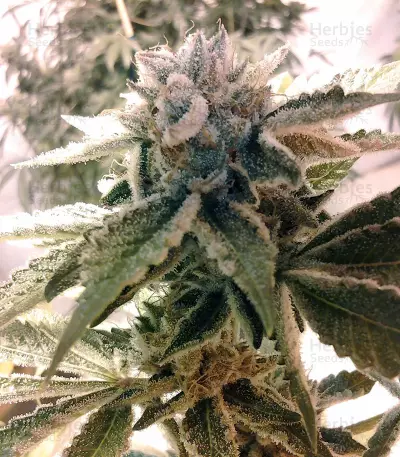 Graines de cannabis OG Kush (Reserva Privada)