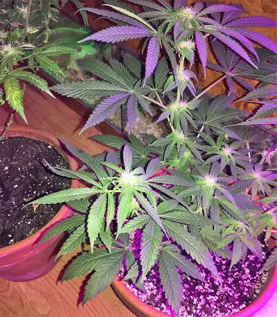 Ruderalis Skunk regular (Sensi Seeds)