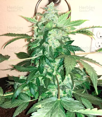 Semi femminizzati Sour Blues Auto