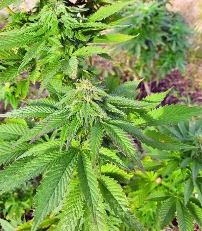 Super Skunk Autoflower (Seedstockers)