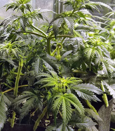 Supercheese Express Auto Seeds