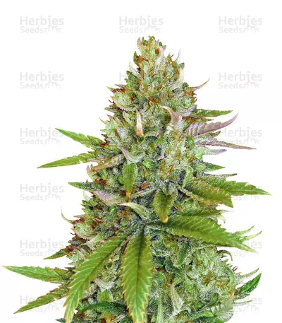 Buy Sweet Pure Auto CBD feminized seeds