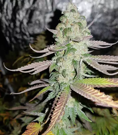Sweet ZZ (Sweet Z) (RQS)