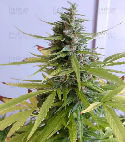 Tangerine Auto Seeds