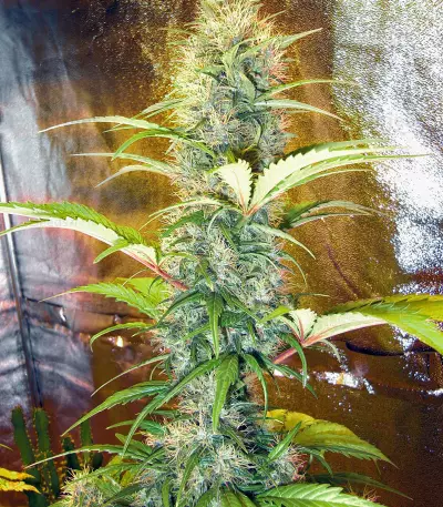 U2 Regular seeds