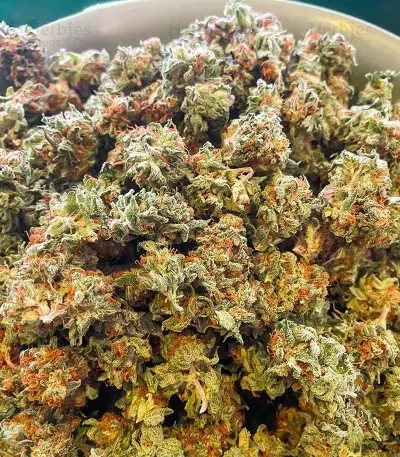 AK 47 Fast Version Feminized Seeds (EGS)