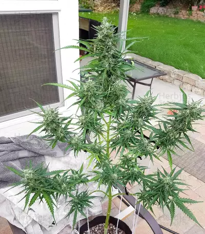 Ak Automatic (BlimBurn Seeds)