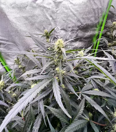 Auto GG#4 Original Glue F1 Seeds (Seedkeepers)
