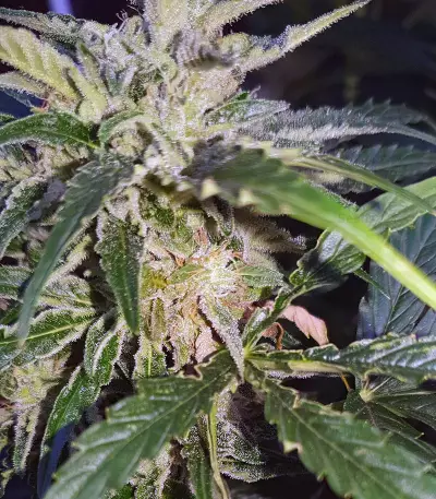 Auto Masszar Seeds