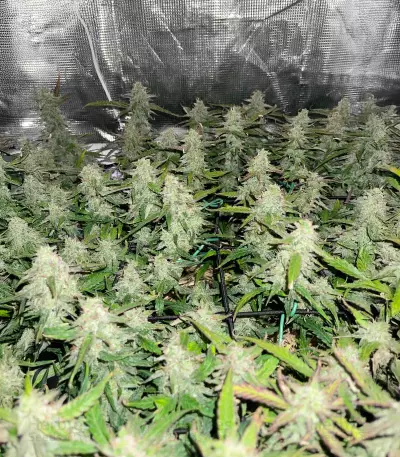 Blue Dream Autoflower Feminized Seeds (Seedkeepers)