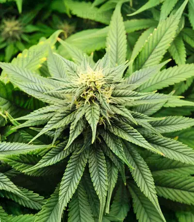 Blue Dream-Samen (Herbies Seeds)