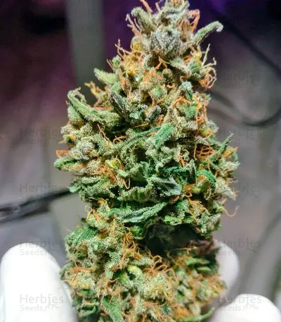 Cream Caramel Auto Feminized seeds