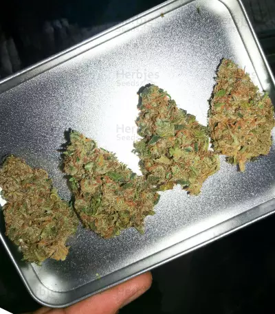 Diesel Berry Auto (Auto Seeds)