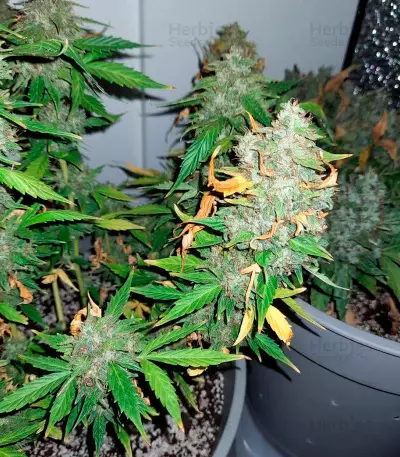 Fruit Punch Auto (Heavyweight Seeds)