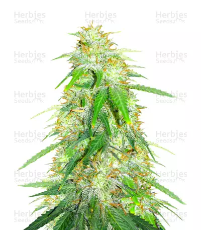 Gelato Glue Autoflower Feminized Seeds (EGS)