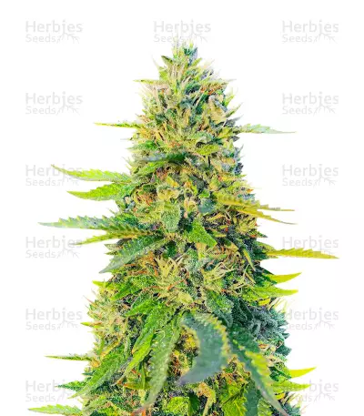 GG #4 Original Glue Fast Version Feminized Seeds (EGS)