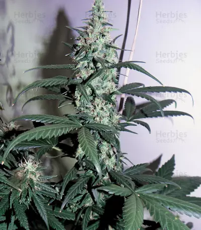 Glue Gelato Auto Seeds