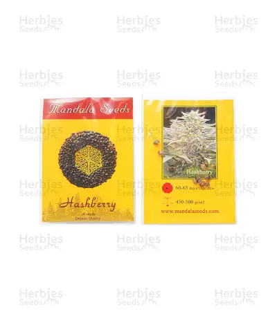 Graines de cannabis Hashberry regular (Mandala Seeds)