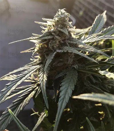 King’s Kush Auto CBD (GHS)
