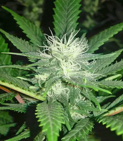 Kush Fromage (Medicann Seeds)