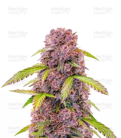 Lemon Cherry Cookies Auto Feminized Seeds (Fast Buds)