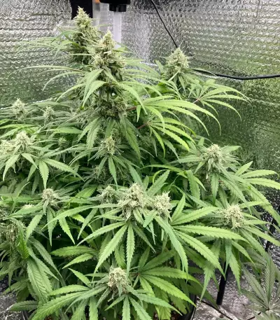 Lemon Skunk
