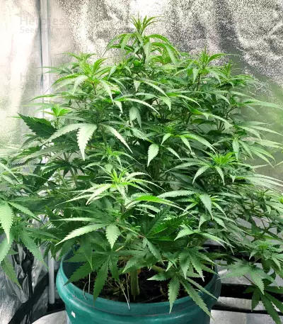 Medical Buddha Seeds