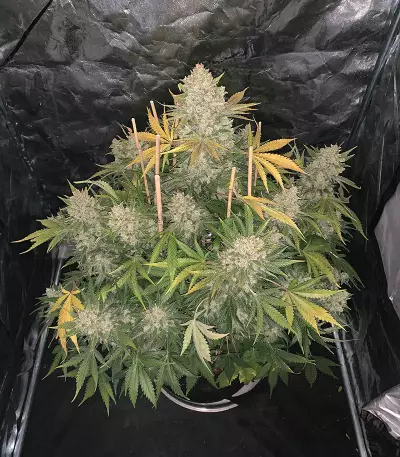 Original Auto OG Kush Seeds