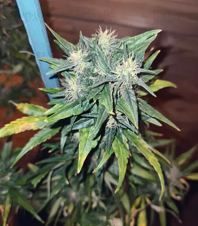 Pumpkin Kush Seeds