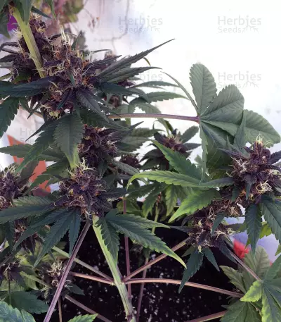 Purple Bud Seeds