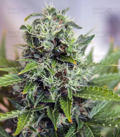Purple Bud Seeds