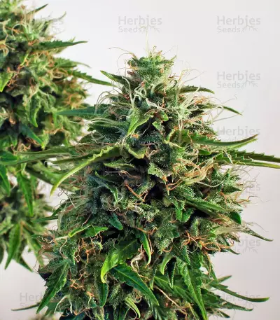 Graines de cannabis Snow Storm #2 Auto (Dutch Passion)