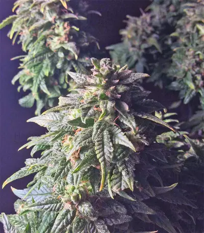 Sour Livers Auto feminized seeds