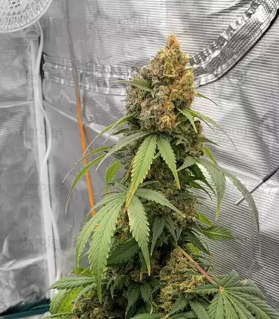 Amsterdam Mist (Flying Dutchmen)