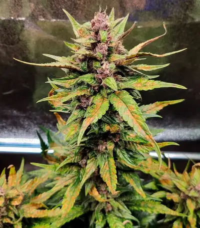 Blackberry Moonrocks Auto Seeds (AlphaFem Seeds)