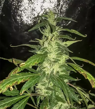Blue Dream Seeds (Blimburn Seeds)
