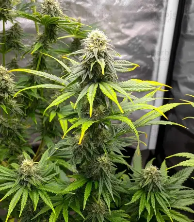 Bruce Banner Seeds
