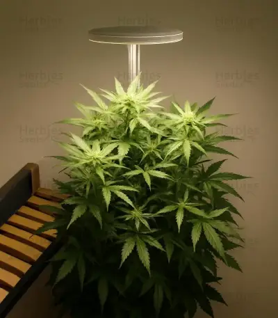 Café Racer Auto Seeds