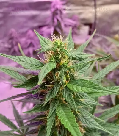 Semi femminizzati Cristal Paradise