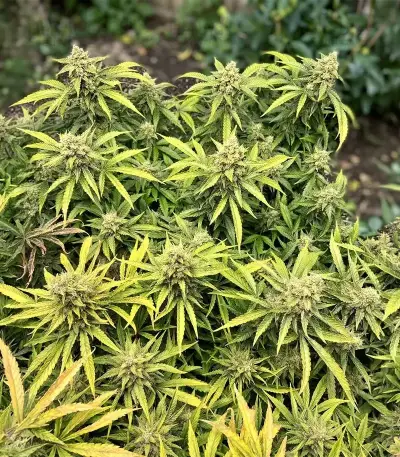 Crop Doctor CBD feminized seeds