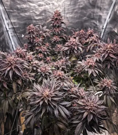 Damnesia Seeds