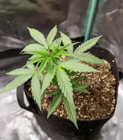 Dos Si Dos Auto Seeds